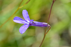 Lobelia chamaepitys
