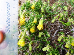 Senecio crassiandinus