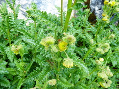 Senecio hyoseridifolius