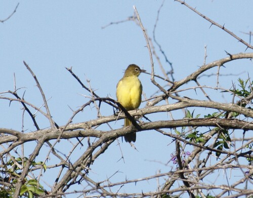 Yellow-bellied Greenbul (Chlorocichla flaviventris), photo 10