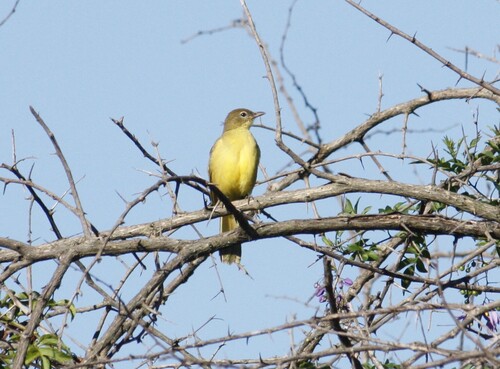 Yellow-bellied Greenbul (Chlorocichla flaviventris), photo 7