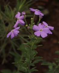 Jamesbrittenia grandiflora