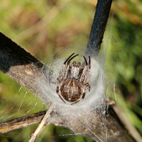 Gorse Orbweaver