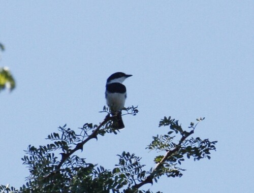 Chinspot Batis (Batis molitor), photo 6