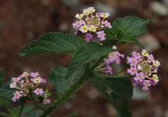 Lantana camara