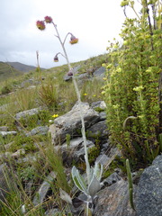 Senecio roseoandinus