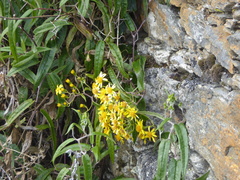 Senecio tingoensis