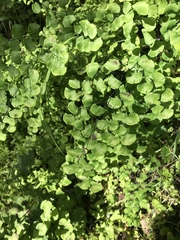 Adiantum jordanii image