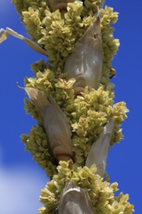 Dasylirion leiophyllum