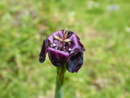 Tigridia pearcei