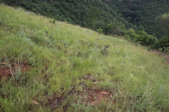 Alepidea peduncularis