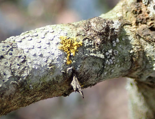 Kampuotoji lekanora nuotrauka