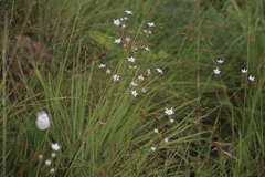 Alepidea peduncularis