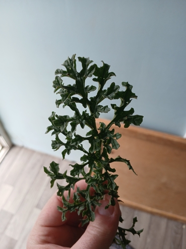 ragwort