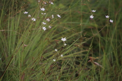 Alepidea peduncularis