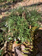Cardamine angustata