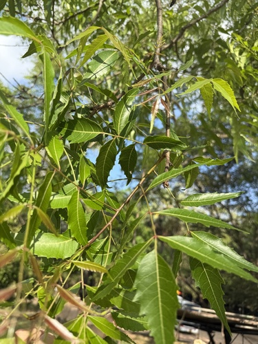 Neem