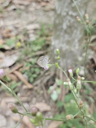 Pale Grass Blue