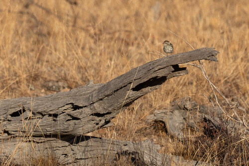 Speckled Warbler