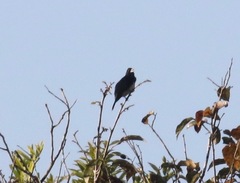 Conothraupis mesoleuca