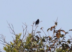 Conothraupis mesoleuca