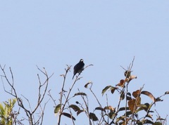 Conothraupis mesoleuca