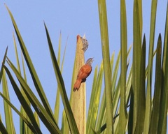 Berlepschia rikeri