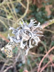 Ramalina fastigiata