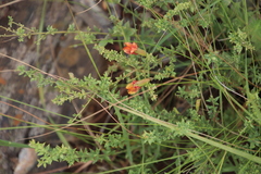 Pearsonia aristata