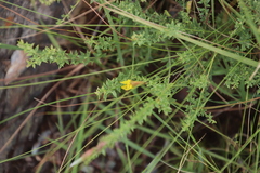 Pearsonia aristata