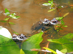 Anaxyrus terrestris