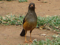 Turdus abyssinicus