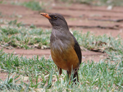 Turdus abyssinicus