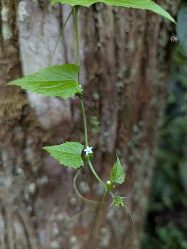 Zehneria mucronata observed 2026-04-26