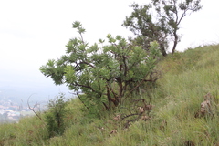 Protea gaguedi