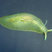 Phyllaplysia taylori - Photo (c) Robin Agarwal (ANudibranchMom on iNaturalist), alguns direitos reservados (CC BY-NC)