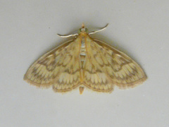 Crocidophora serratissimalis