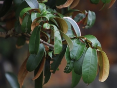 Englerophytum magalismontanum