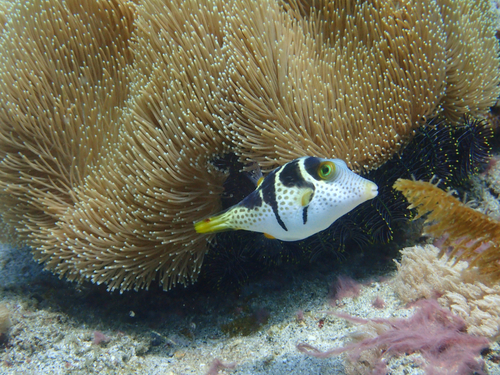 Canthigaster valentini
