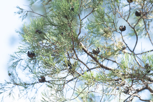 White Cypress-pine