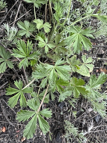 Potentilla inclinata, photograph 6
