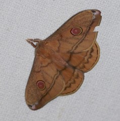 Opodiphthera rhythmica