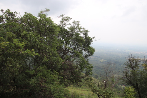 Image of Ficus salicifolia by (c) Tony Rebelo, some rights reserved (CC BY-SA)
