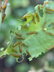 Heliconius charithonia