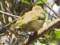 Apalis flavida