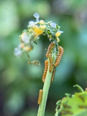 Heliconius charithonia