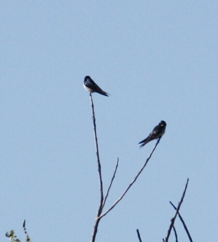 Pearl-breasted Swallow (Hirundo dimidiata), photo 9