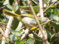 Apalis flavida