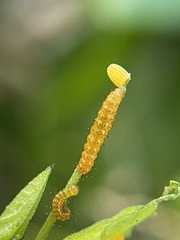 Heliconius charithonia