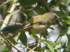 Apalis flavida